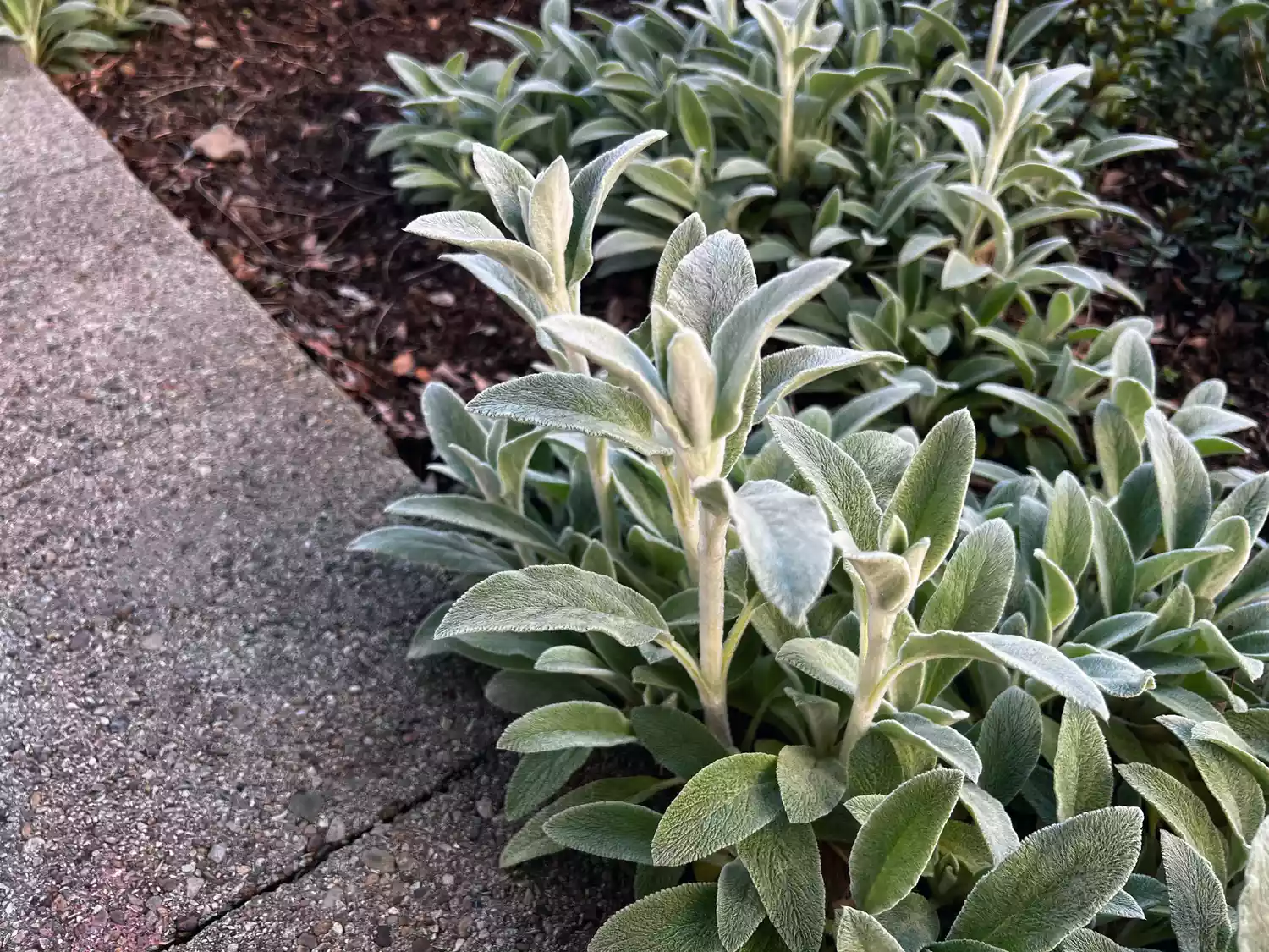 Lamb's Ear in garden bed