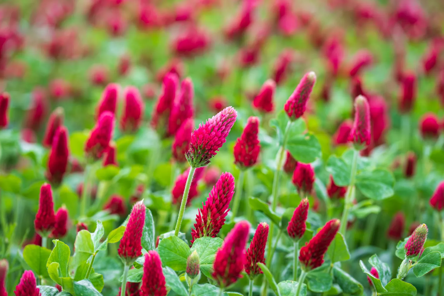 Blooming Crimson Clover Plants