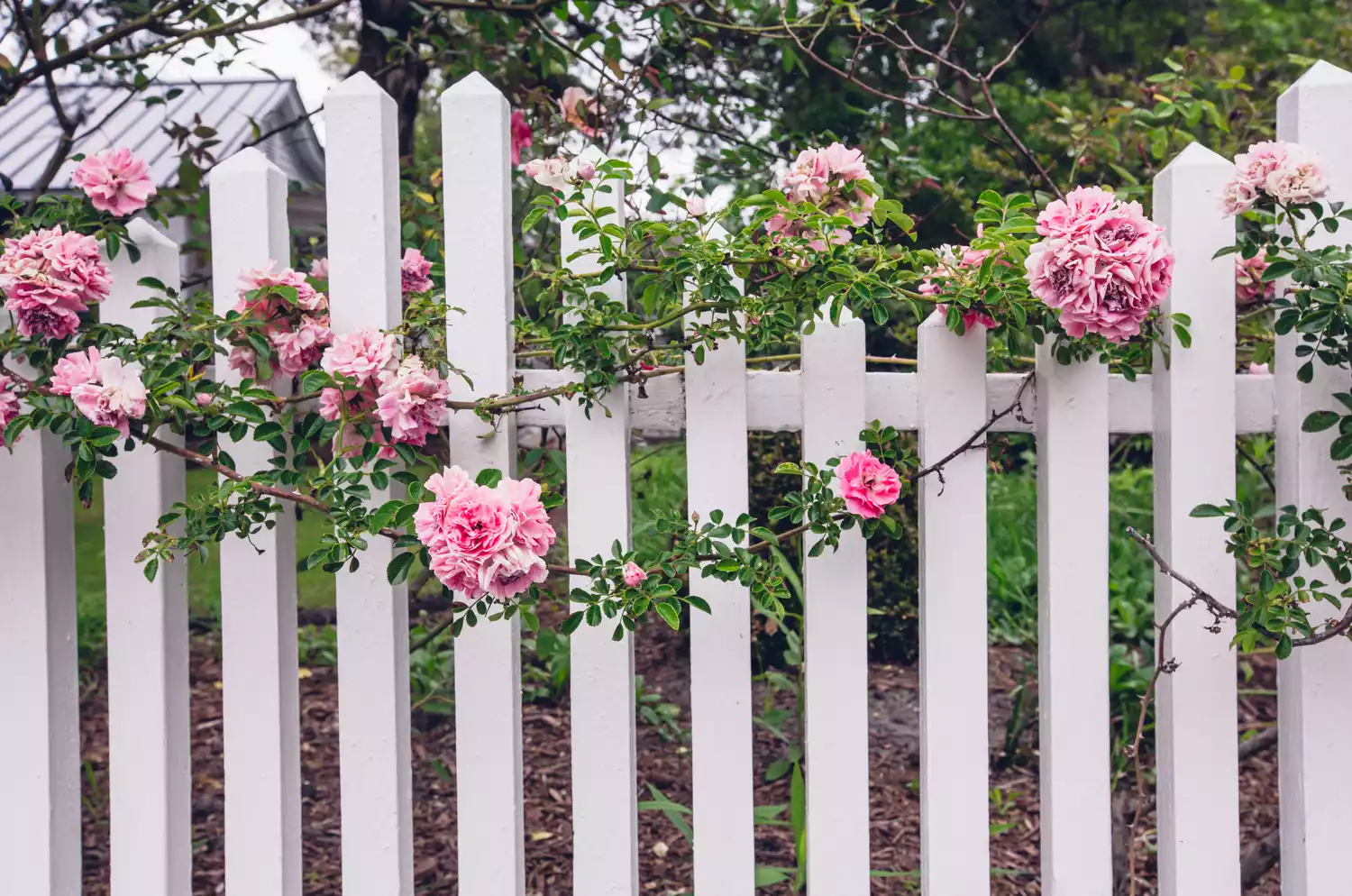 Climbing roses on fence