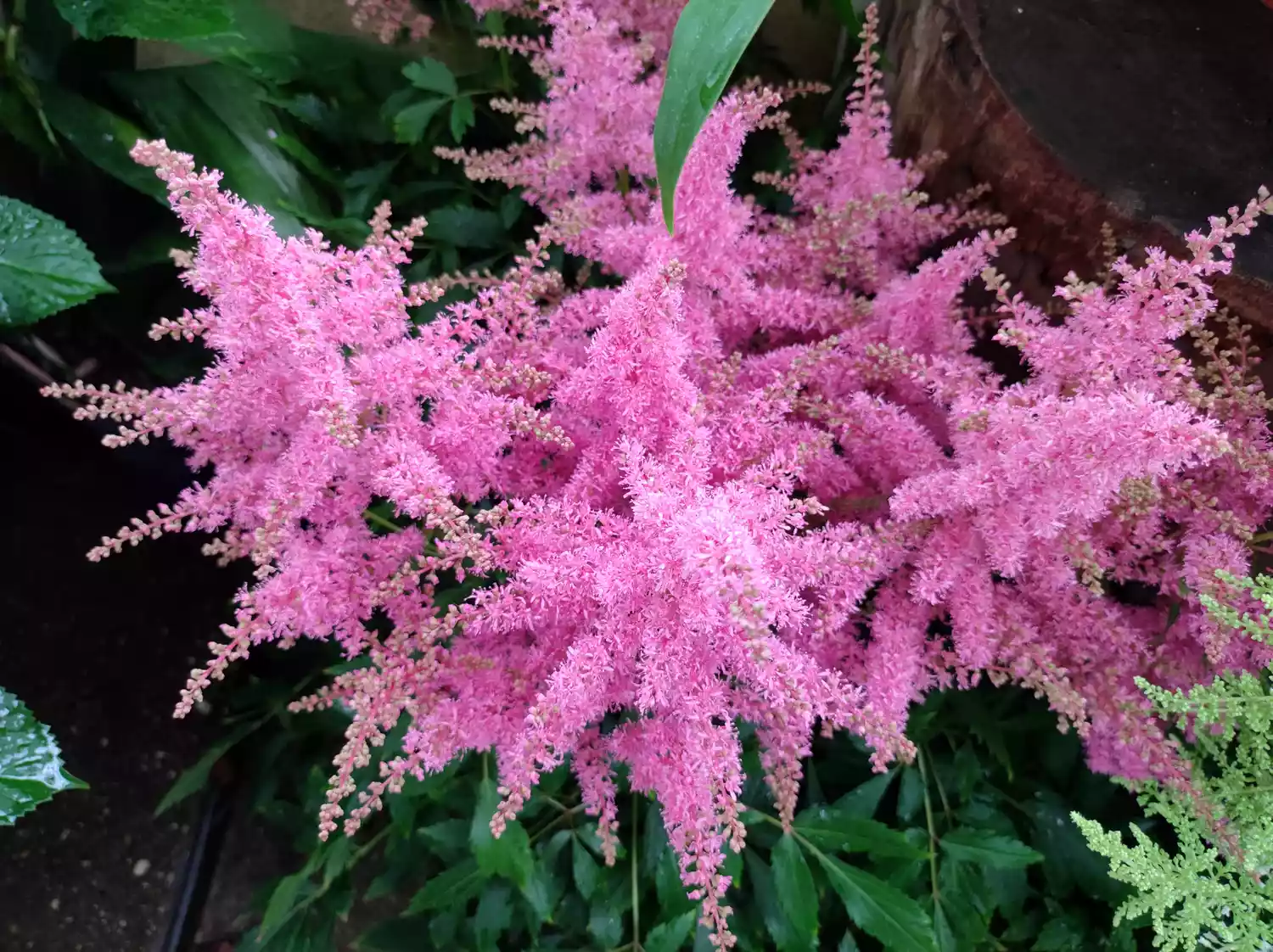 blooming ping flowers of astilbe japonica