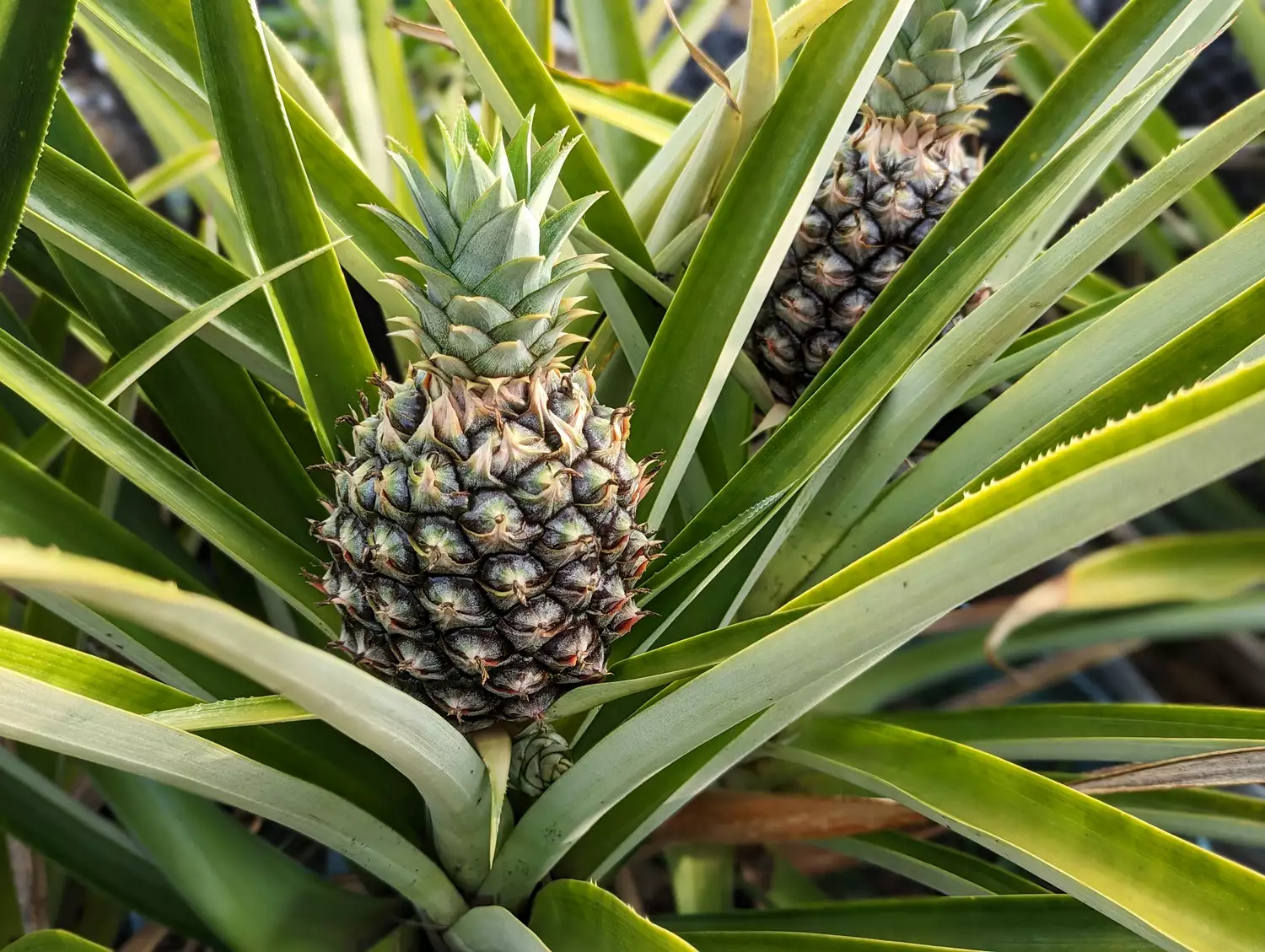 Growing pineapple in containers