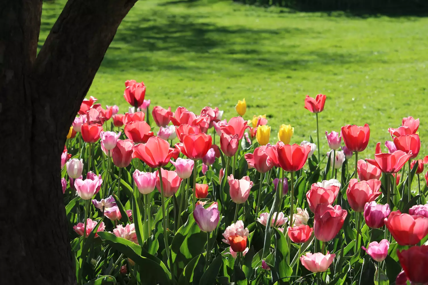 Blooming Tulips