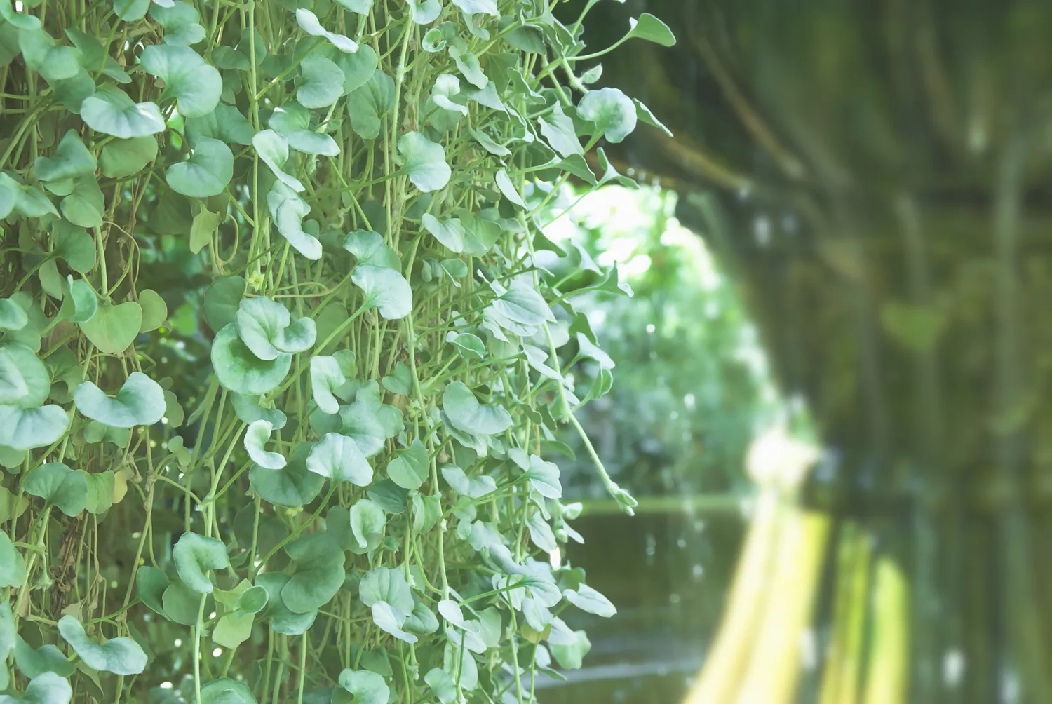 Dichondra argentea