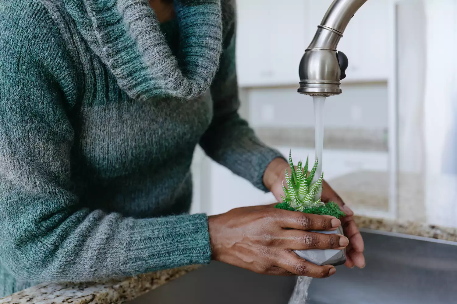 watering plant at sink