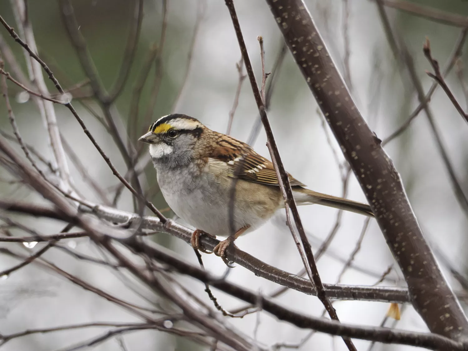 White-throated sparrow on a branch