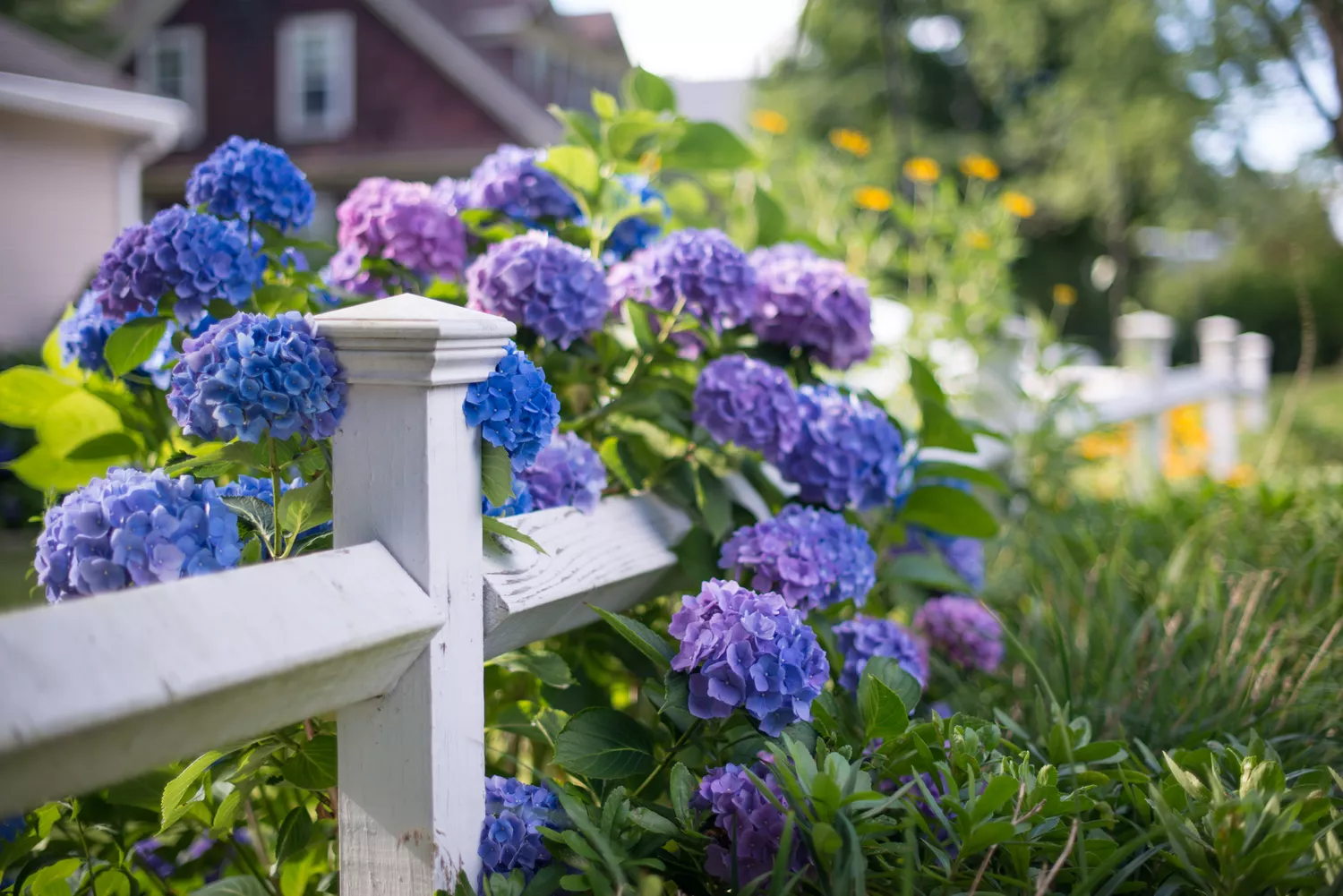 Hydrangeas growing on fence