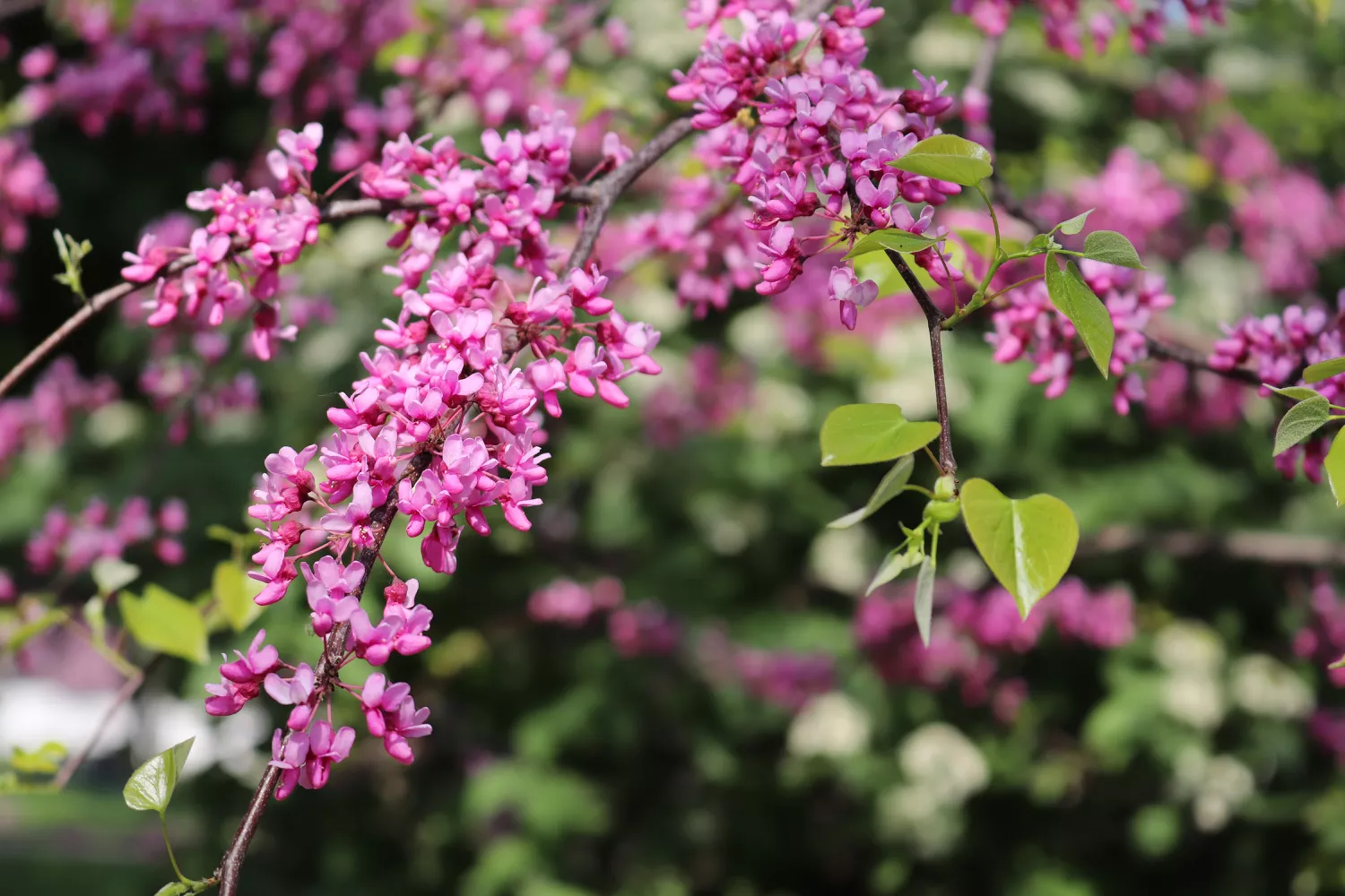 Delightful new blooms of Redbud tree