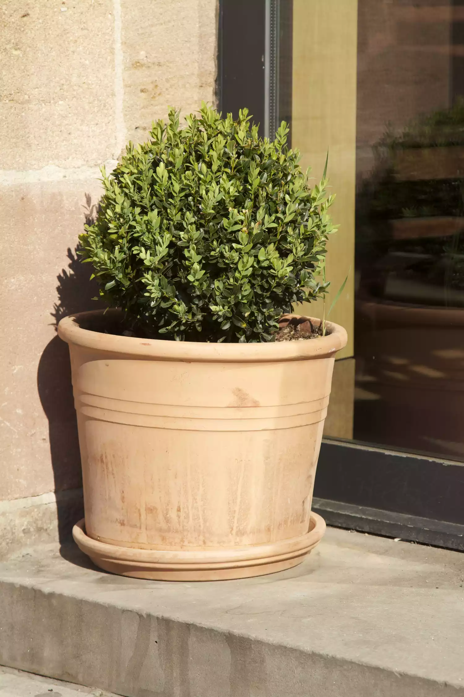 Boxwood in Pot