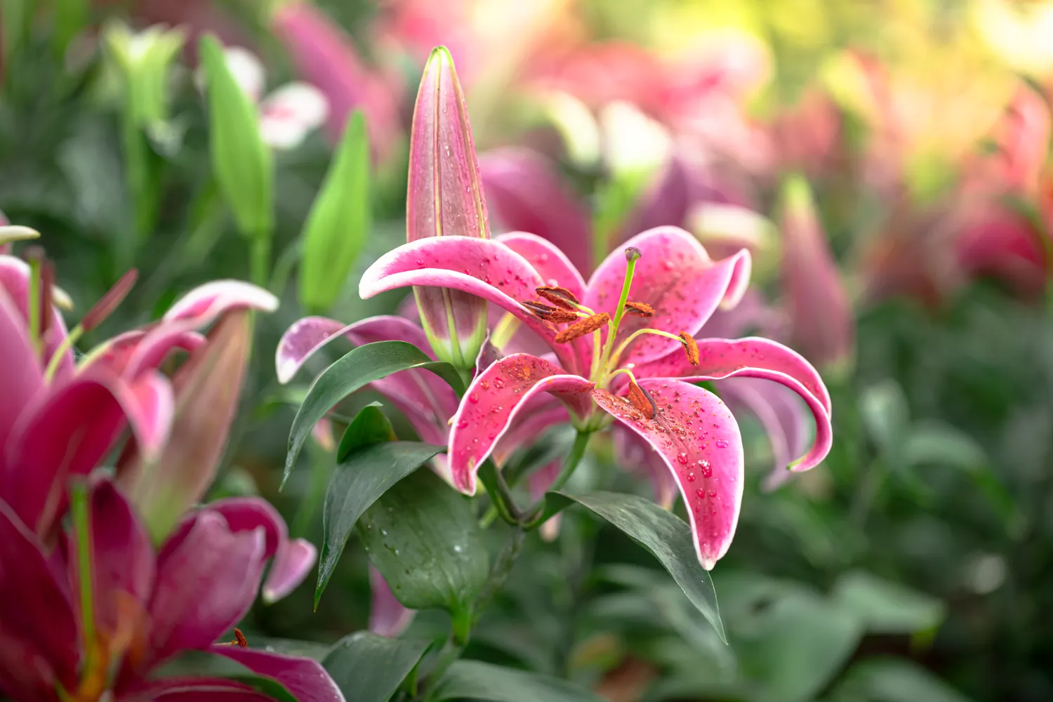 Pink Lily Plant 