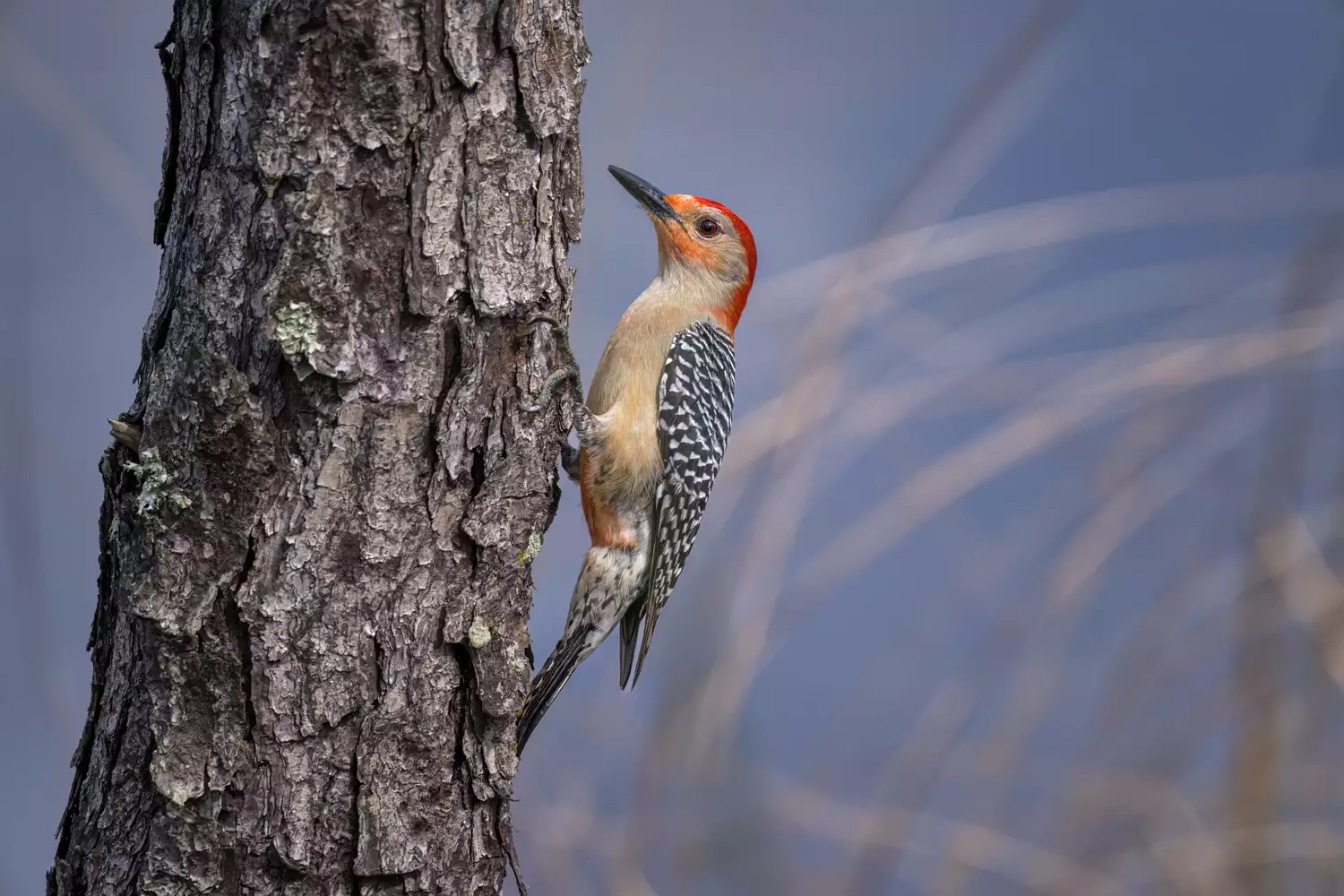 Red-bellied woodpecker on a tree