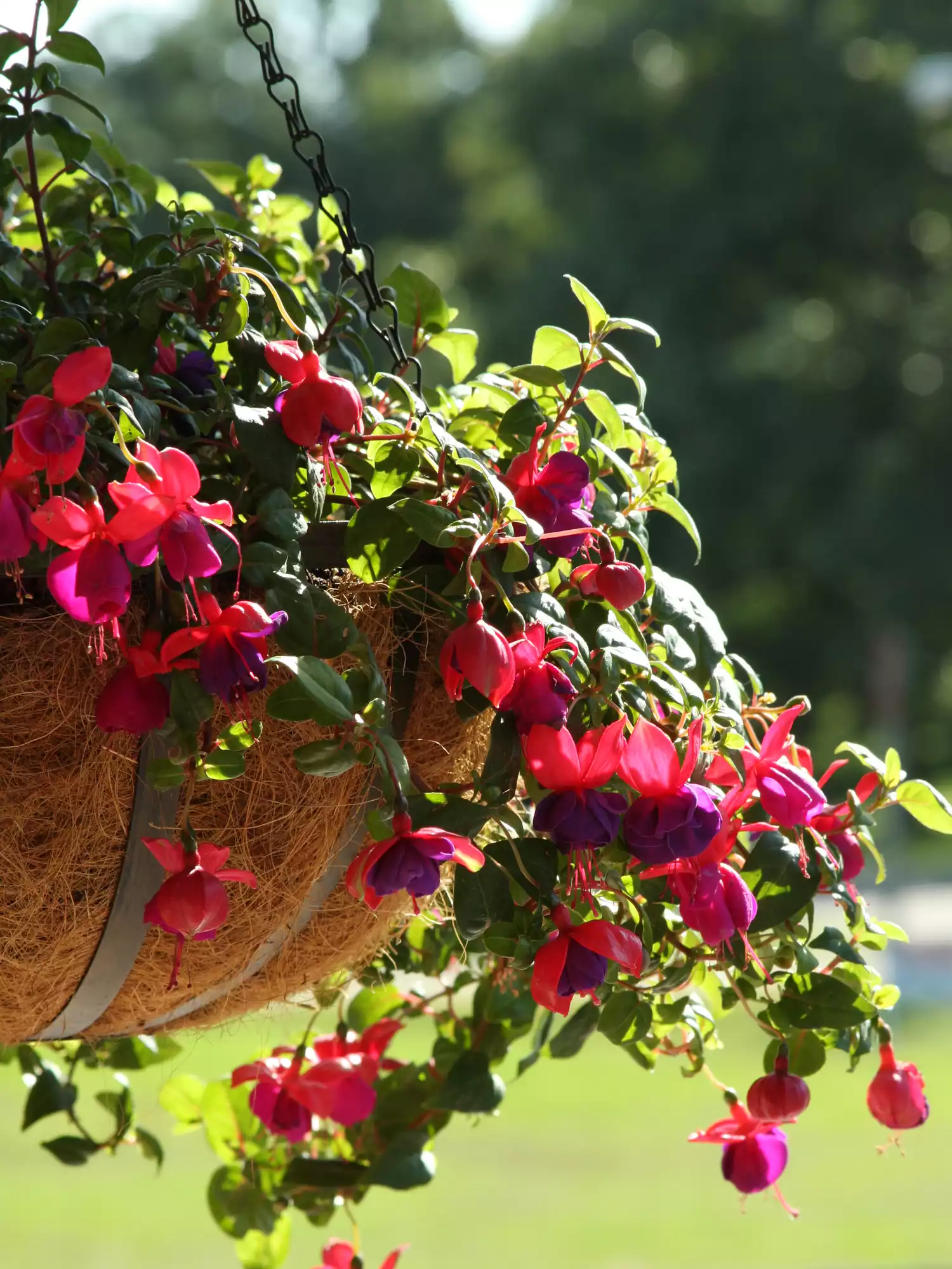 Fuschia Plant