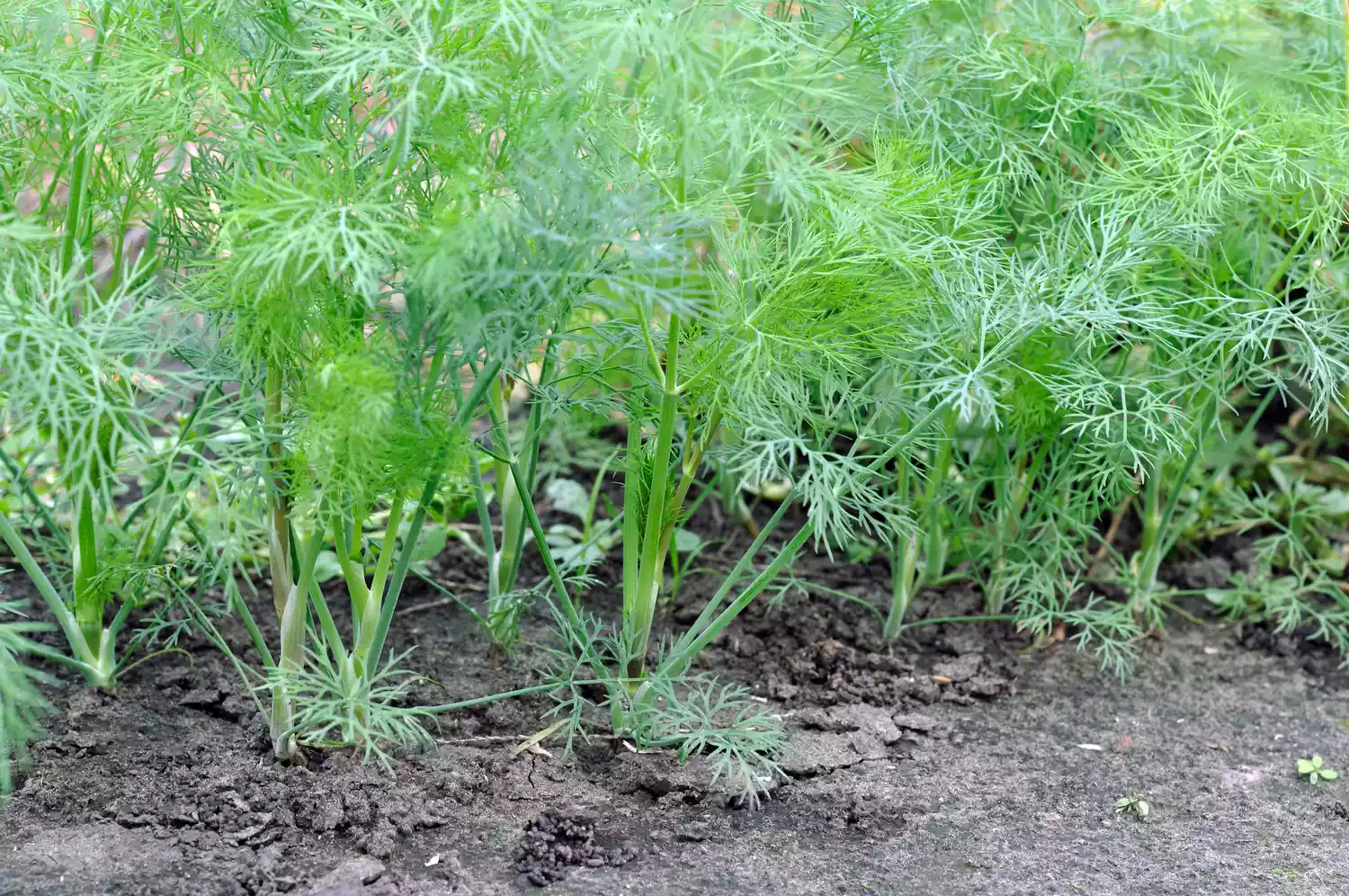 Dill Plant Growing in the garden