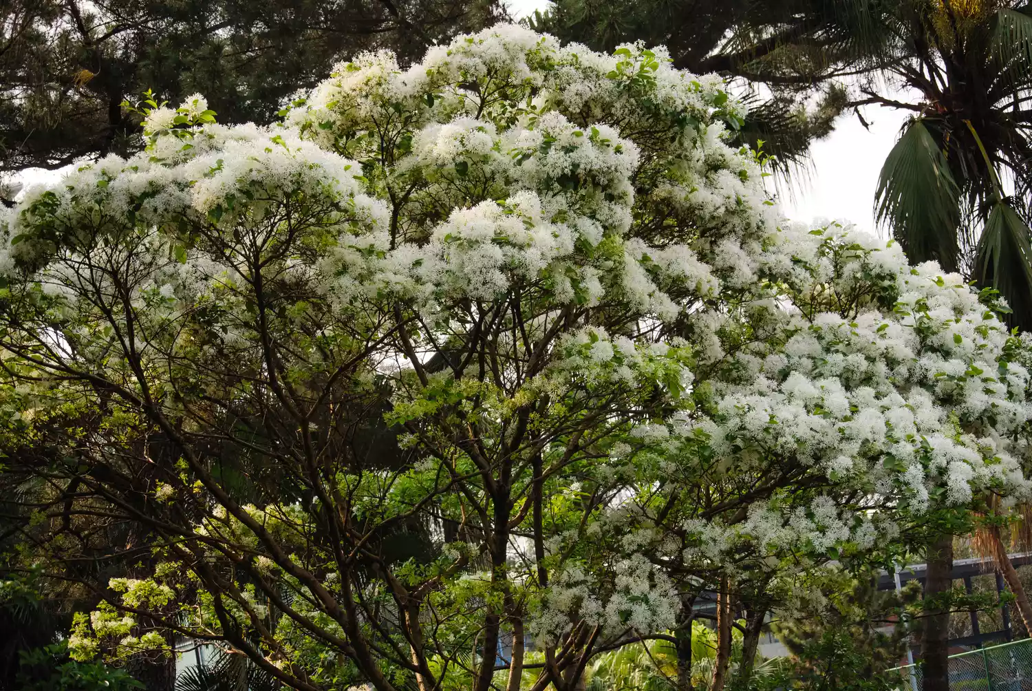 Whit Blooming Fringe Tree