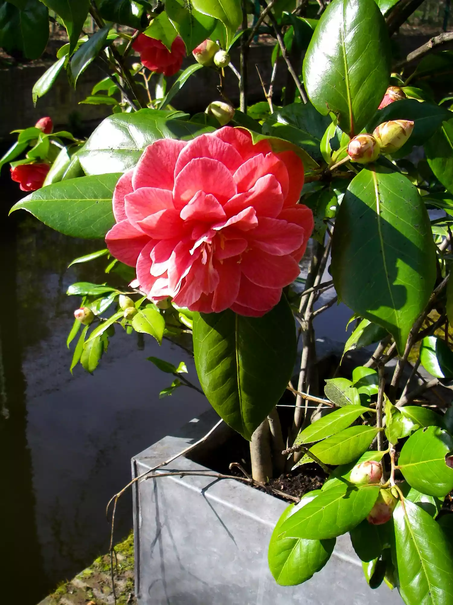 Camelia Flower