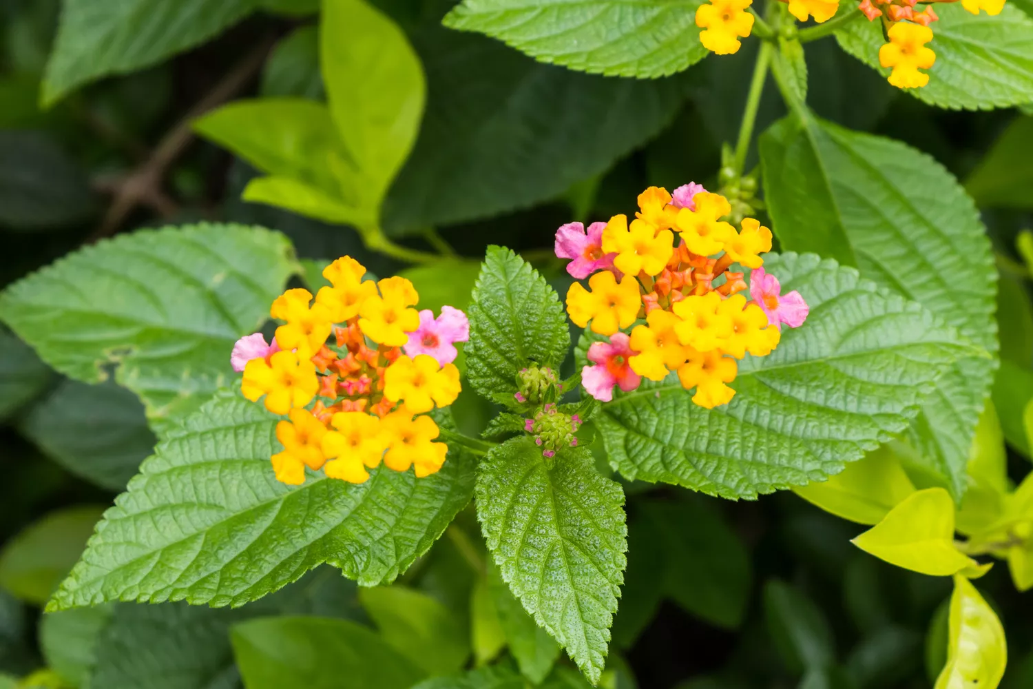 Lantana montevidensis