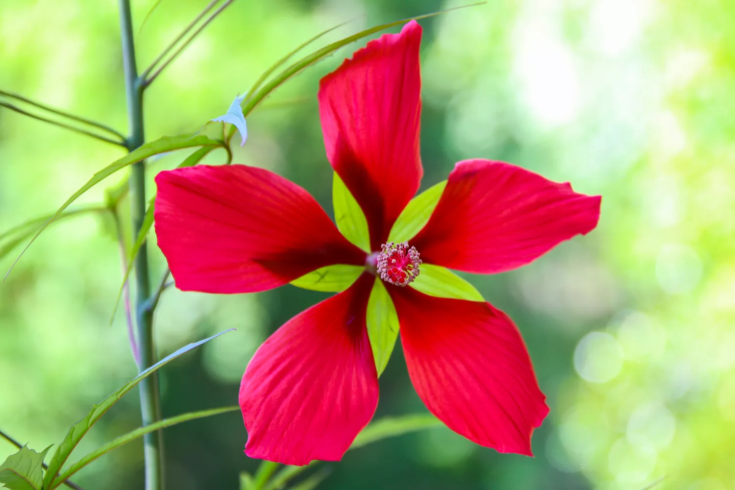 Texas Red Star Hibiscus