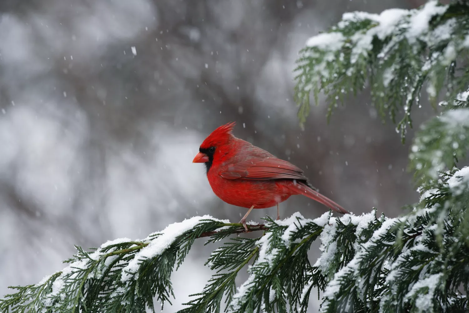 Cardinal 