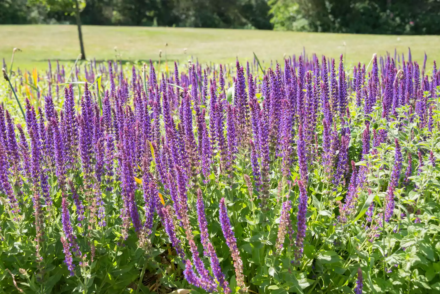 Purple Salvia 