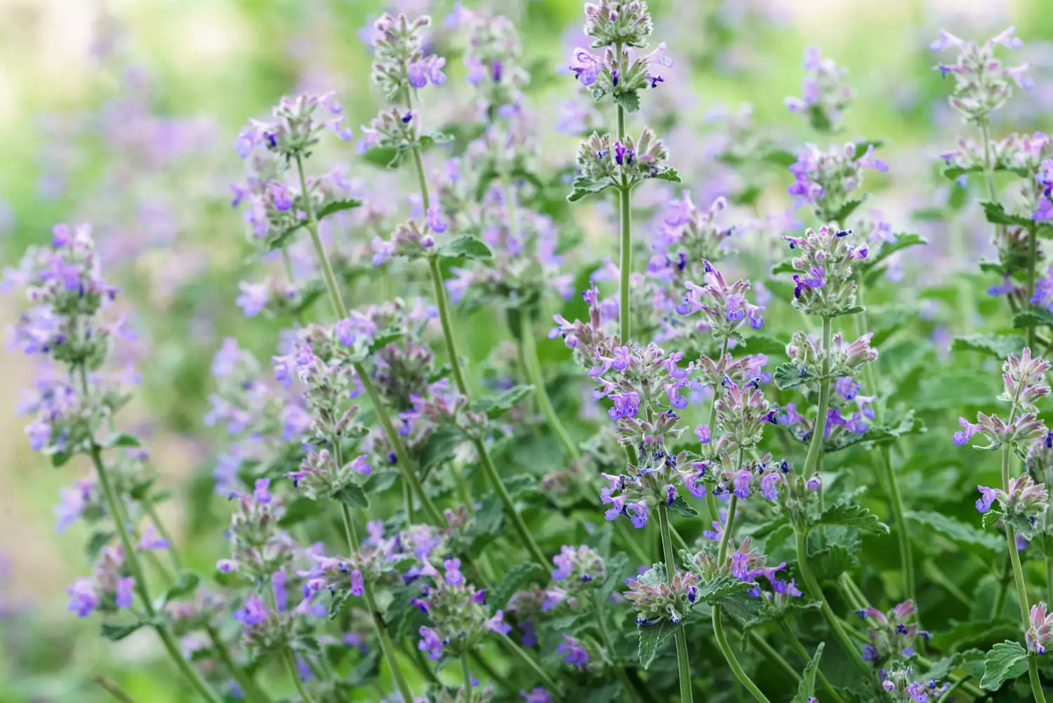 Catmint