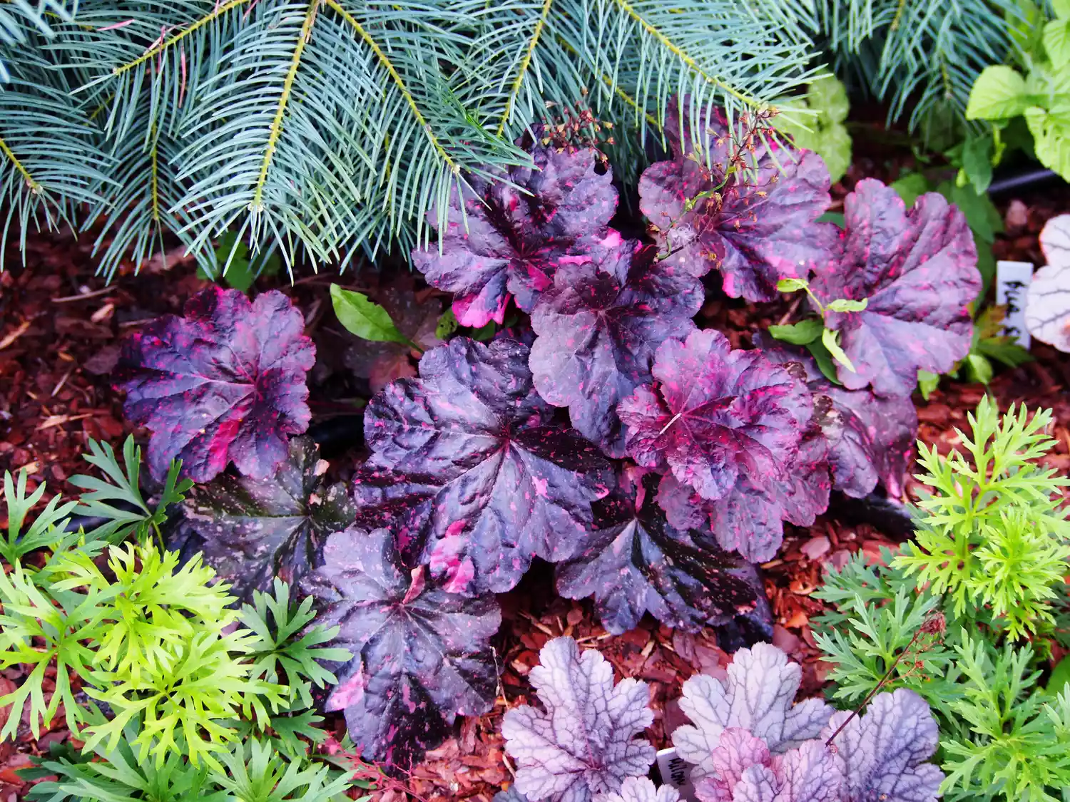 Heuchera