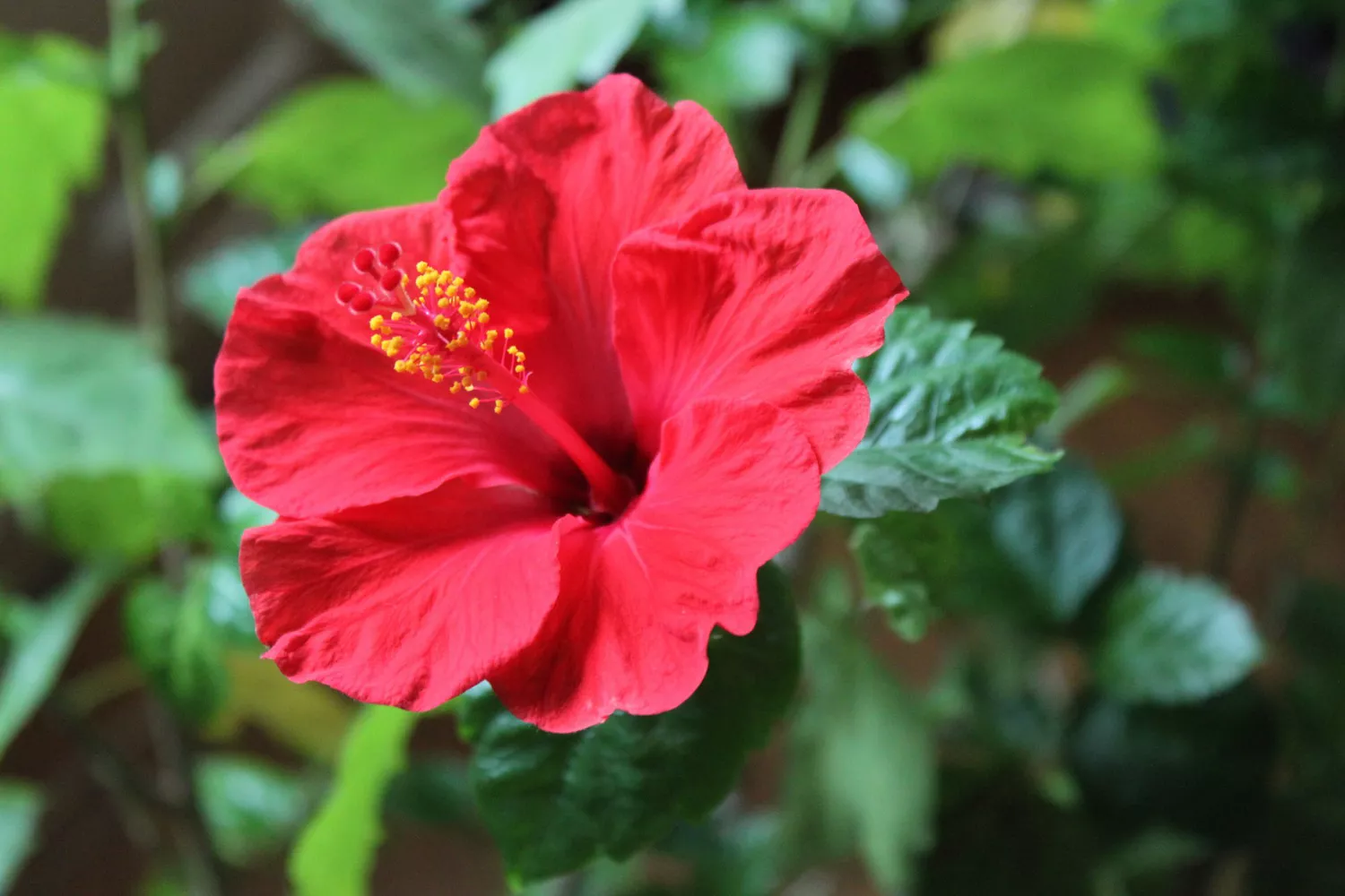 Hibiscus