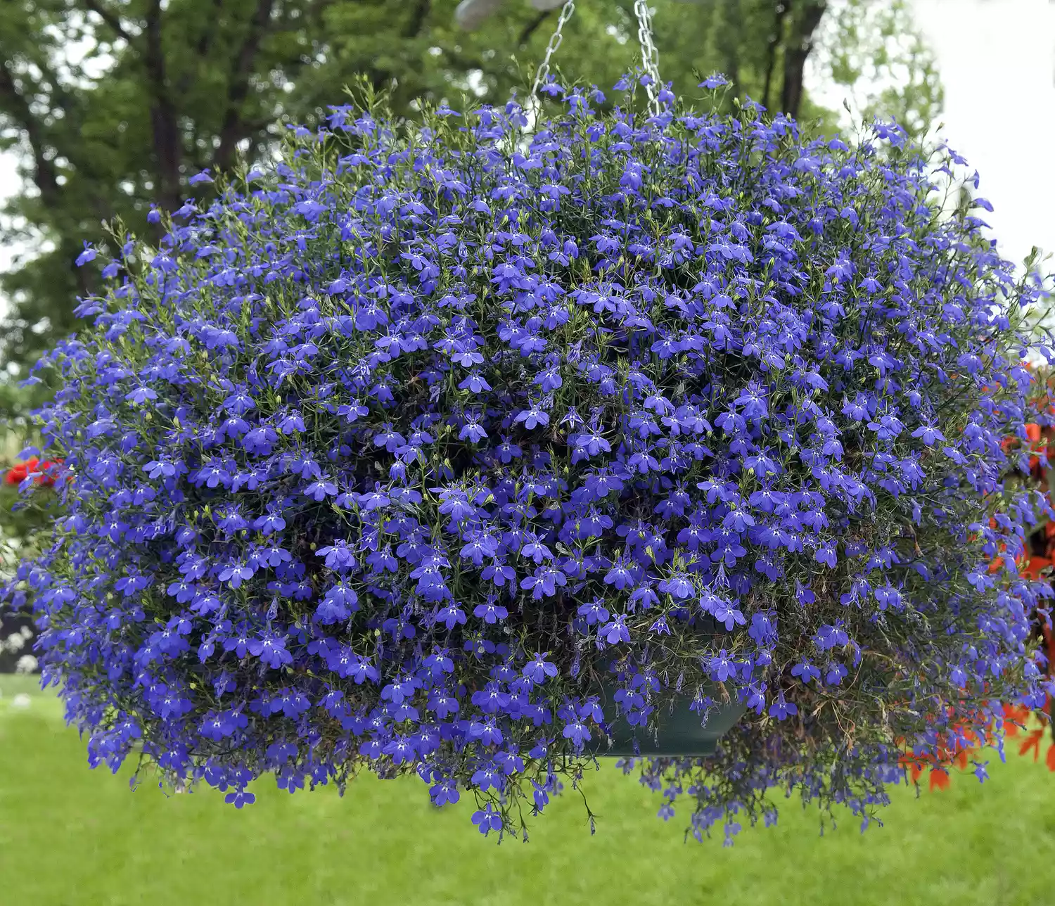 Lobelia erinus