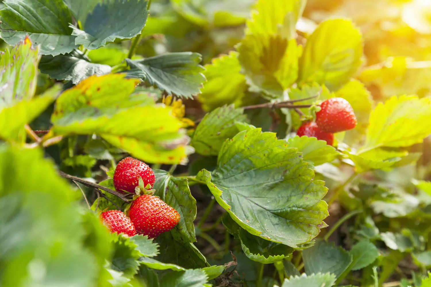 Ripe strawberries and strawberry plant in garden