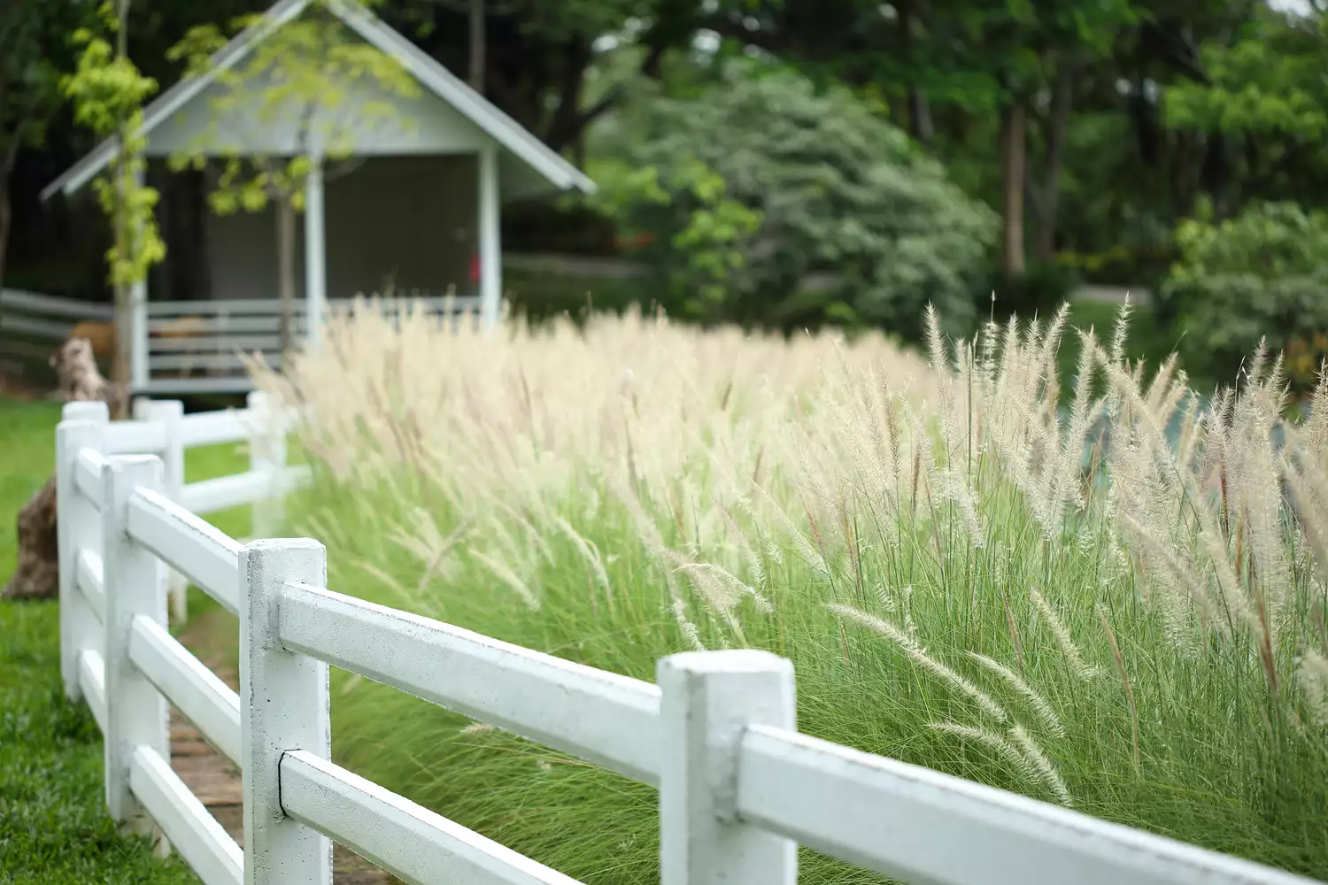 Fountain Grass Growing by Fence