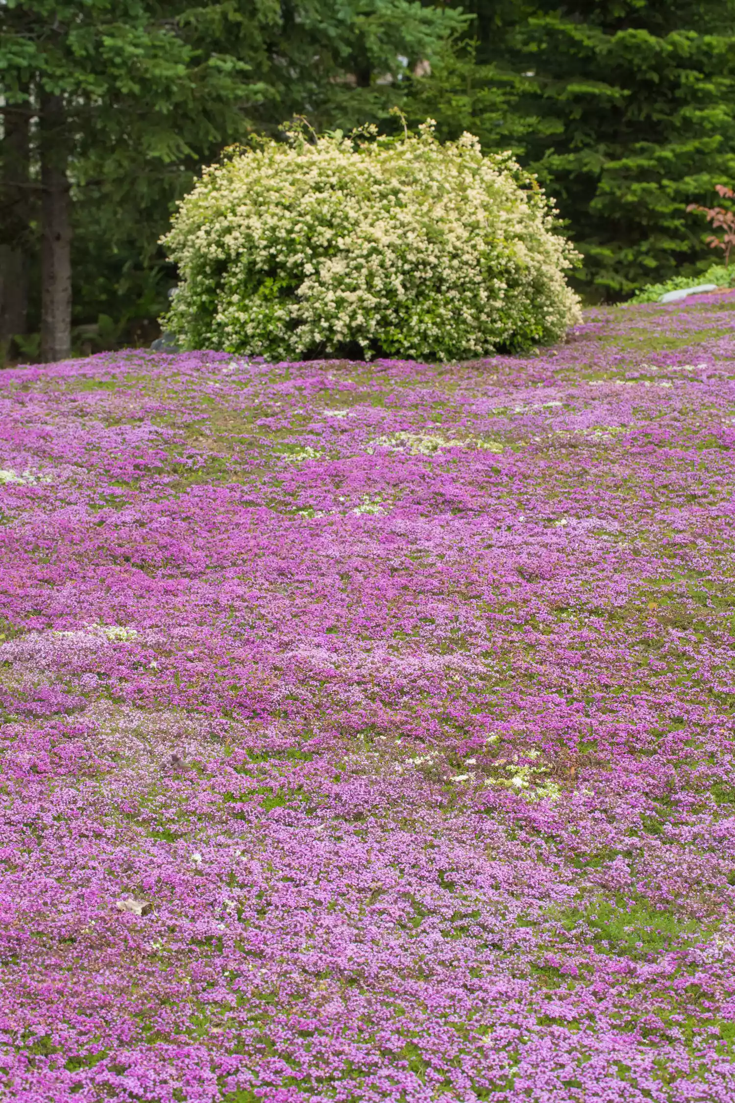 Creeping Thyme Yard