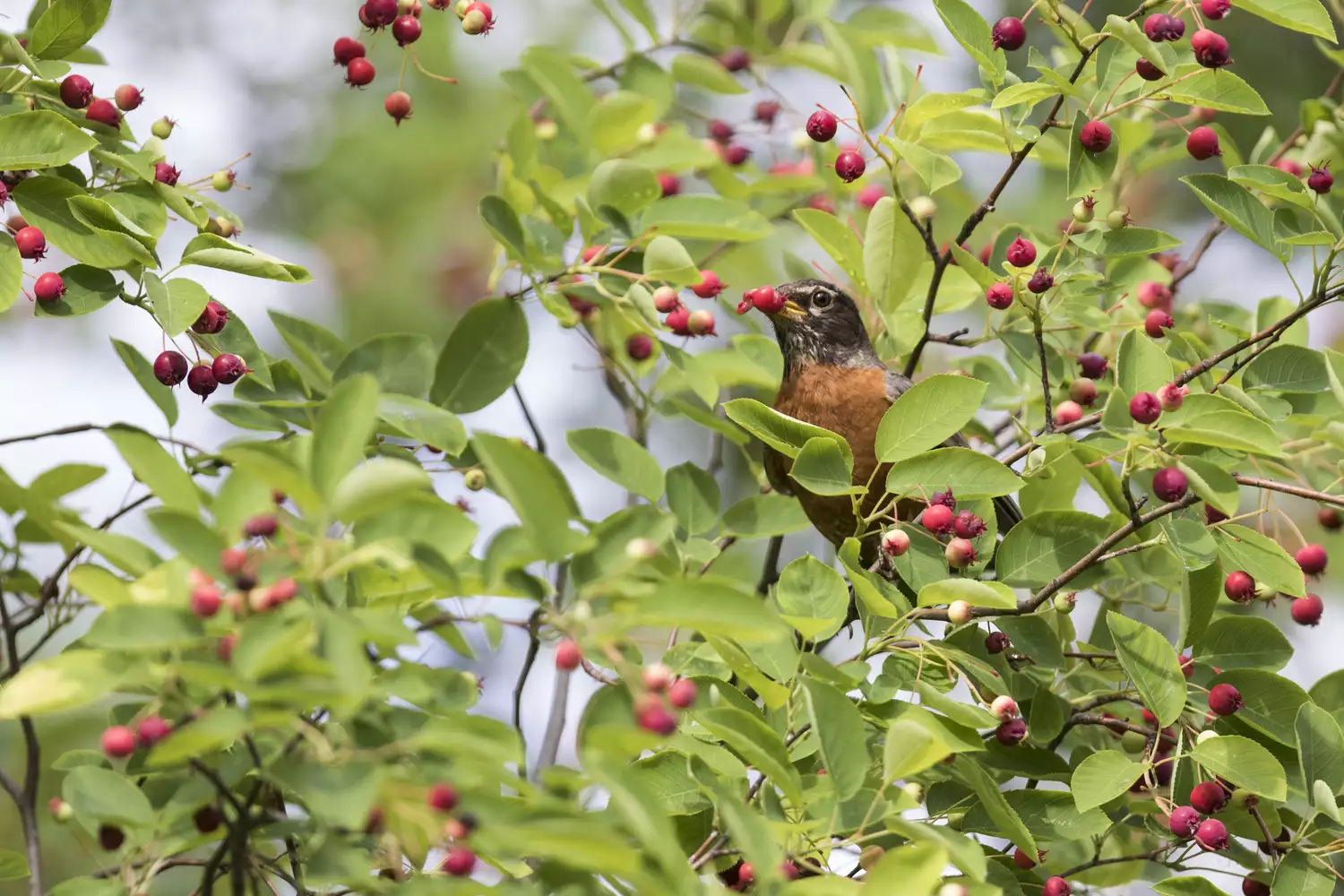 American Robin in Juneberry tree