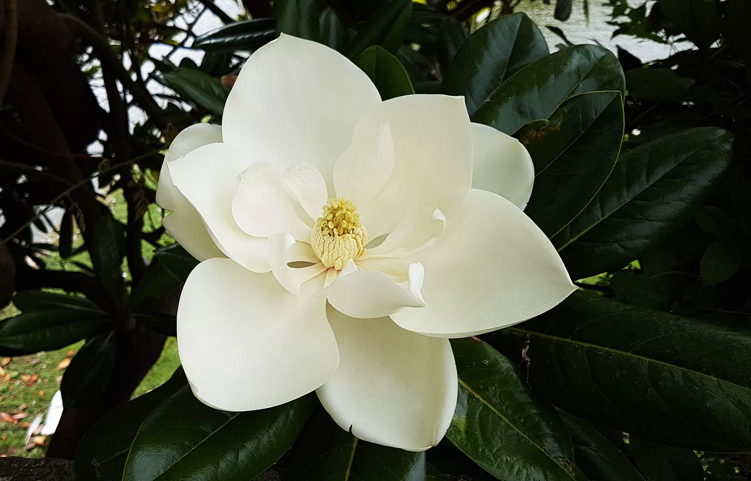 Southern Magnolia (Magnolia Grandiflora)