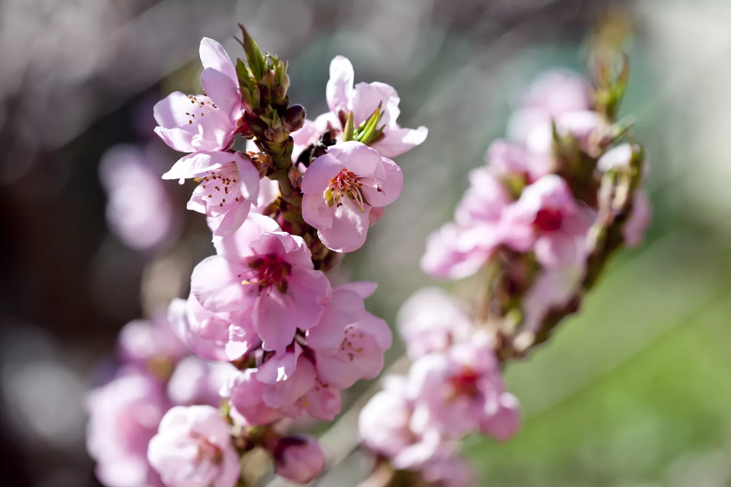 Close-up view of flowers on a dwarf peach tree in spring.