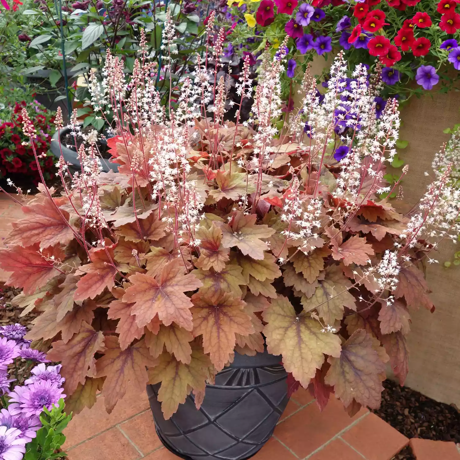 Coral Bells in Pot