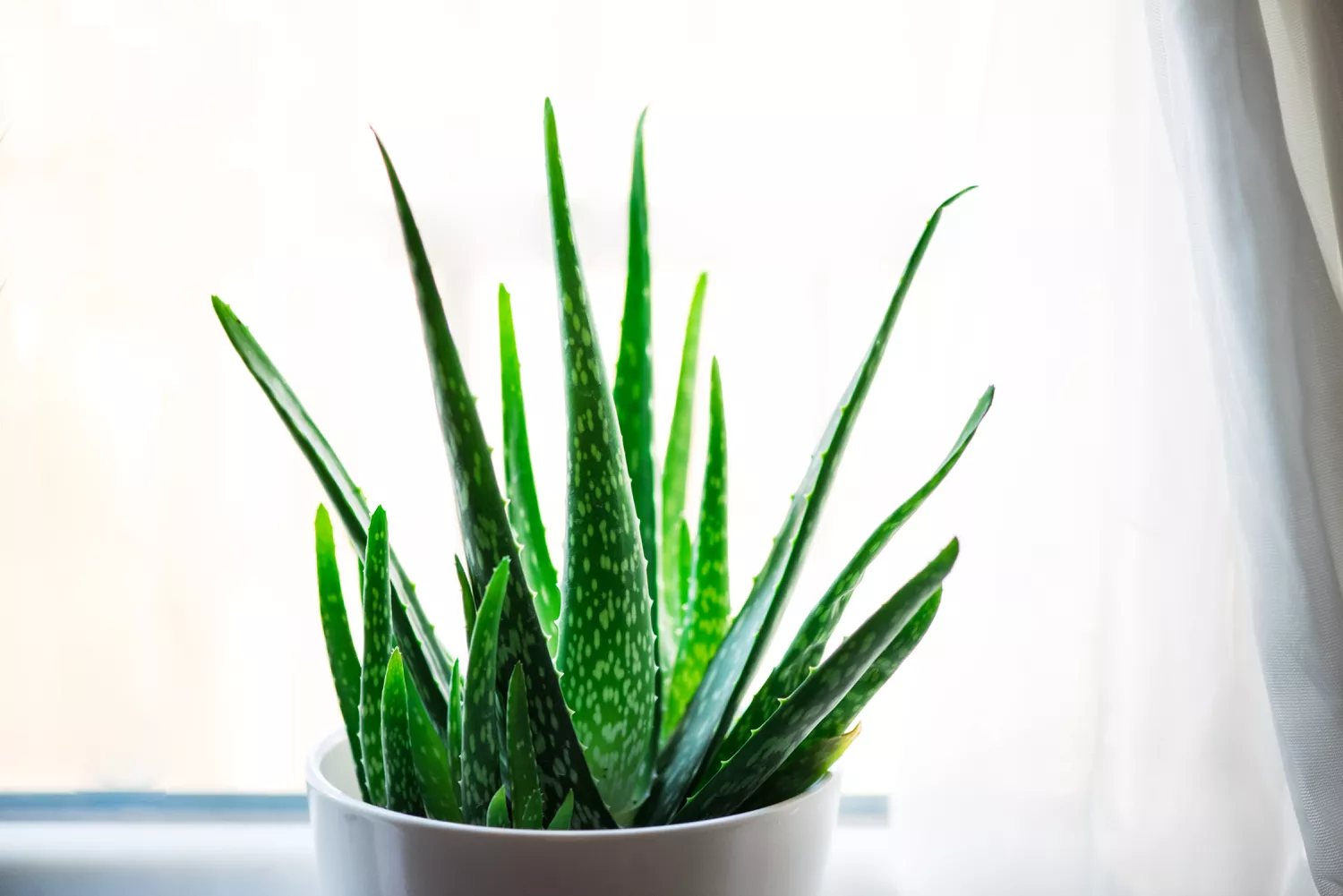 Aloe Vera Plant in pot