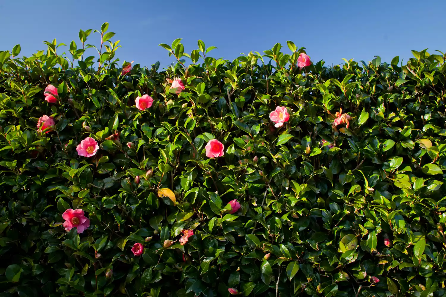  A Beautiful Hedge Plant blooming on pink during early spring 