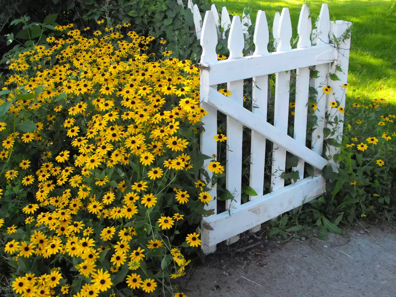 Black-Eyed Susan