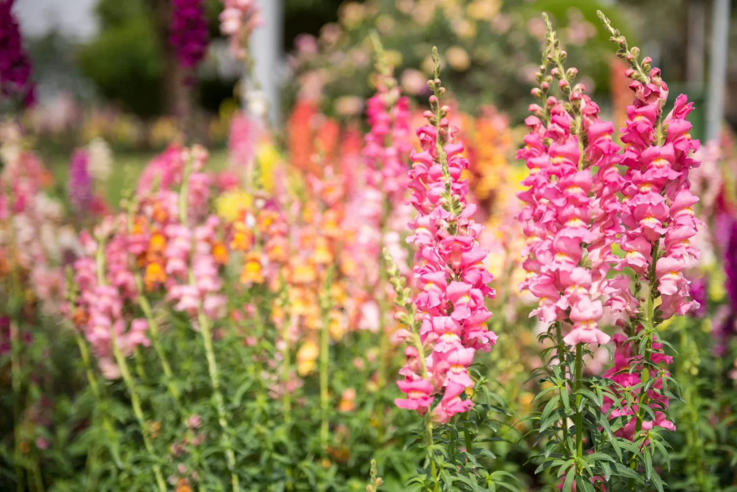 Snapdragons