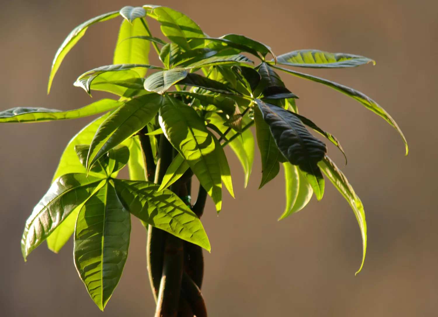 Money Plant (Pachira aquatica)