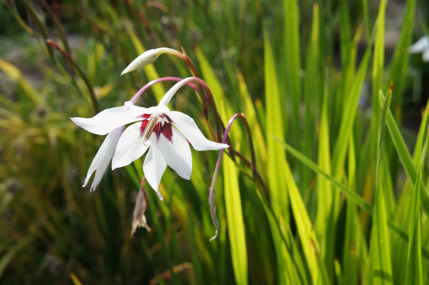 Gladiolus