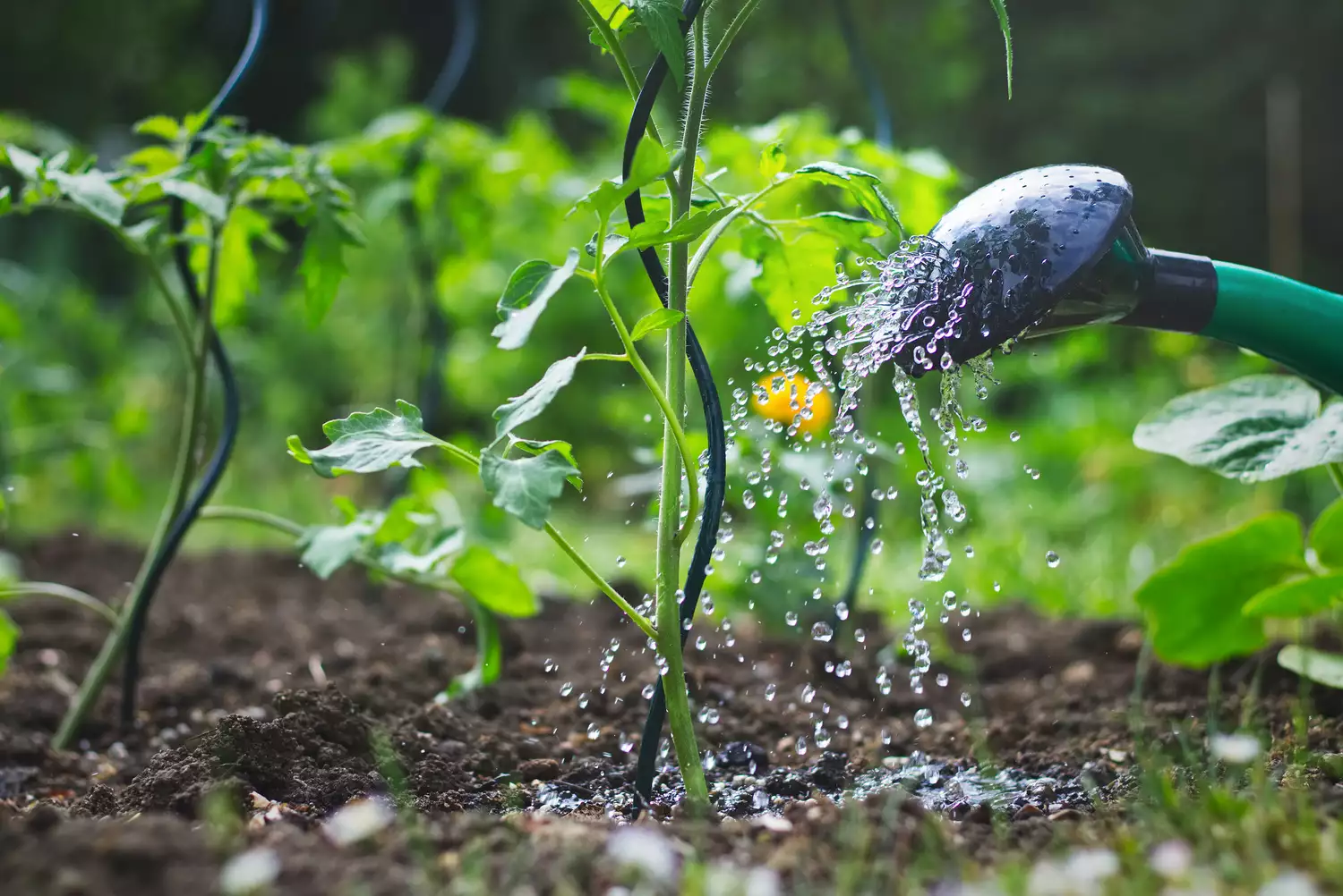 Close-up view on watering can sprinkling young tomato plant during dry season.