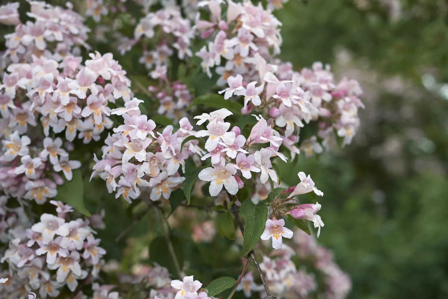 Glossy Abelia (Linnaea x Grandiflora)