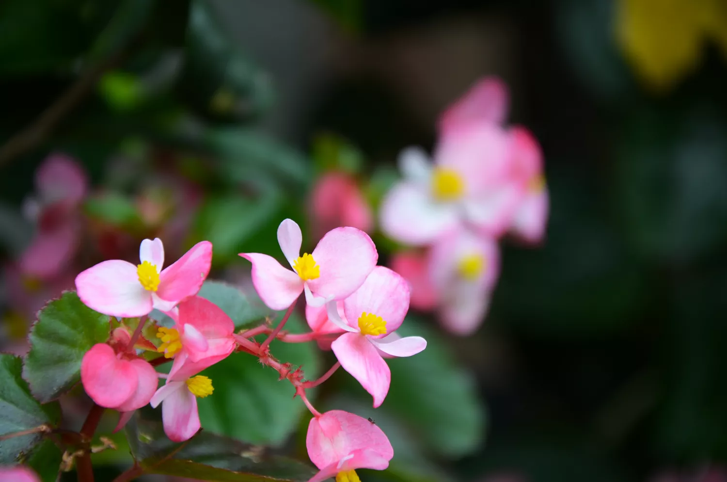 Hardy Begonia (Begonia Grandis)