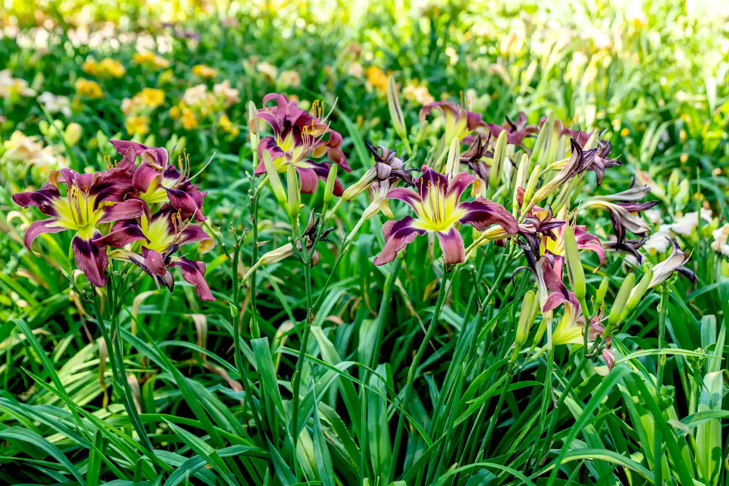 daylillies