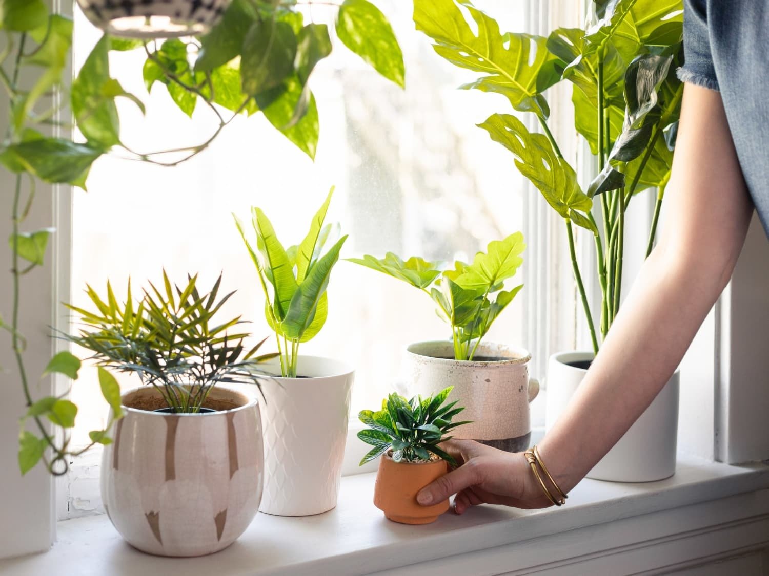 Here's Why You May Need To Water Your Houseplants Less In Winter - yaba  sushi