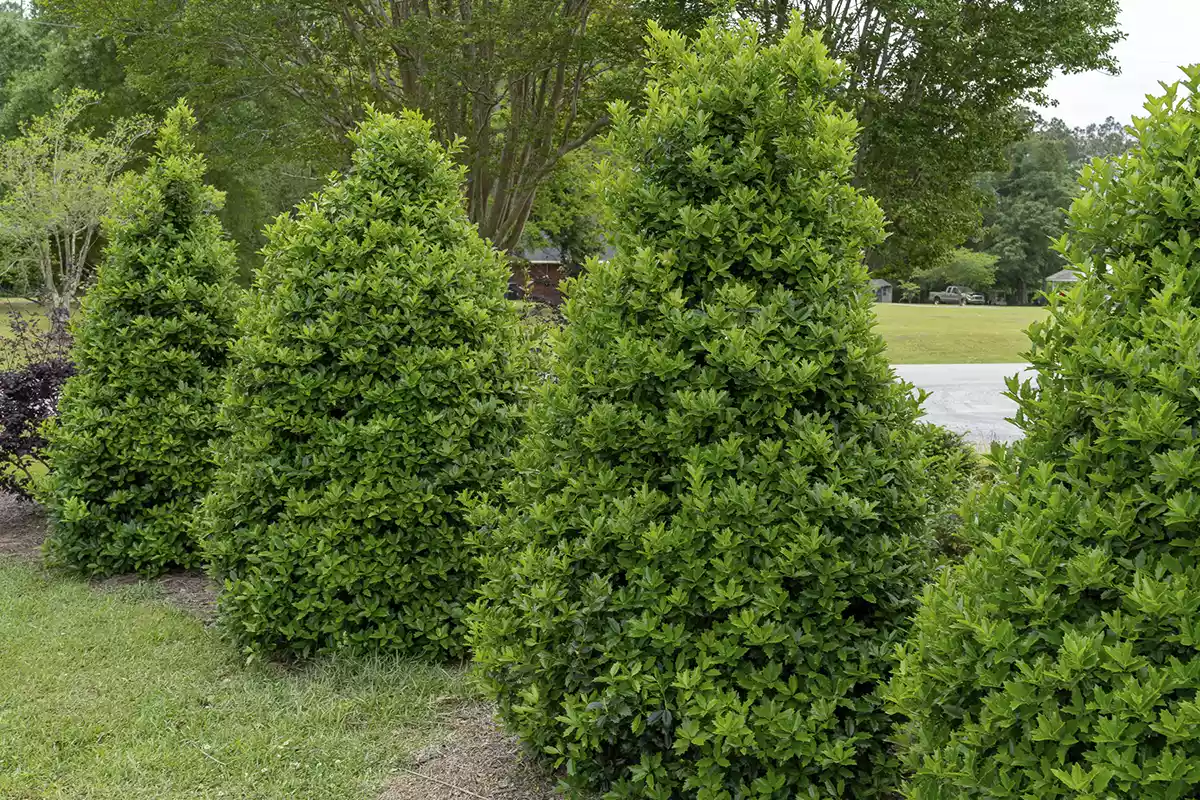 Oakland Holly Hedge Plant