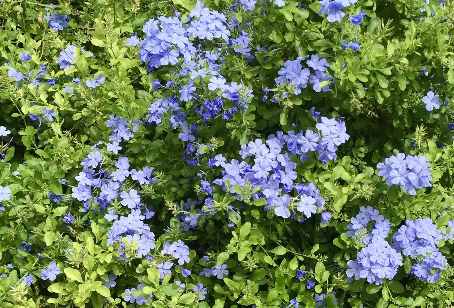 Plumbago