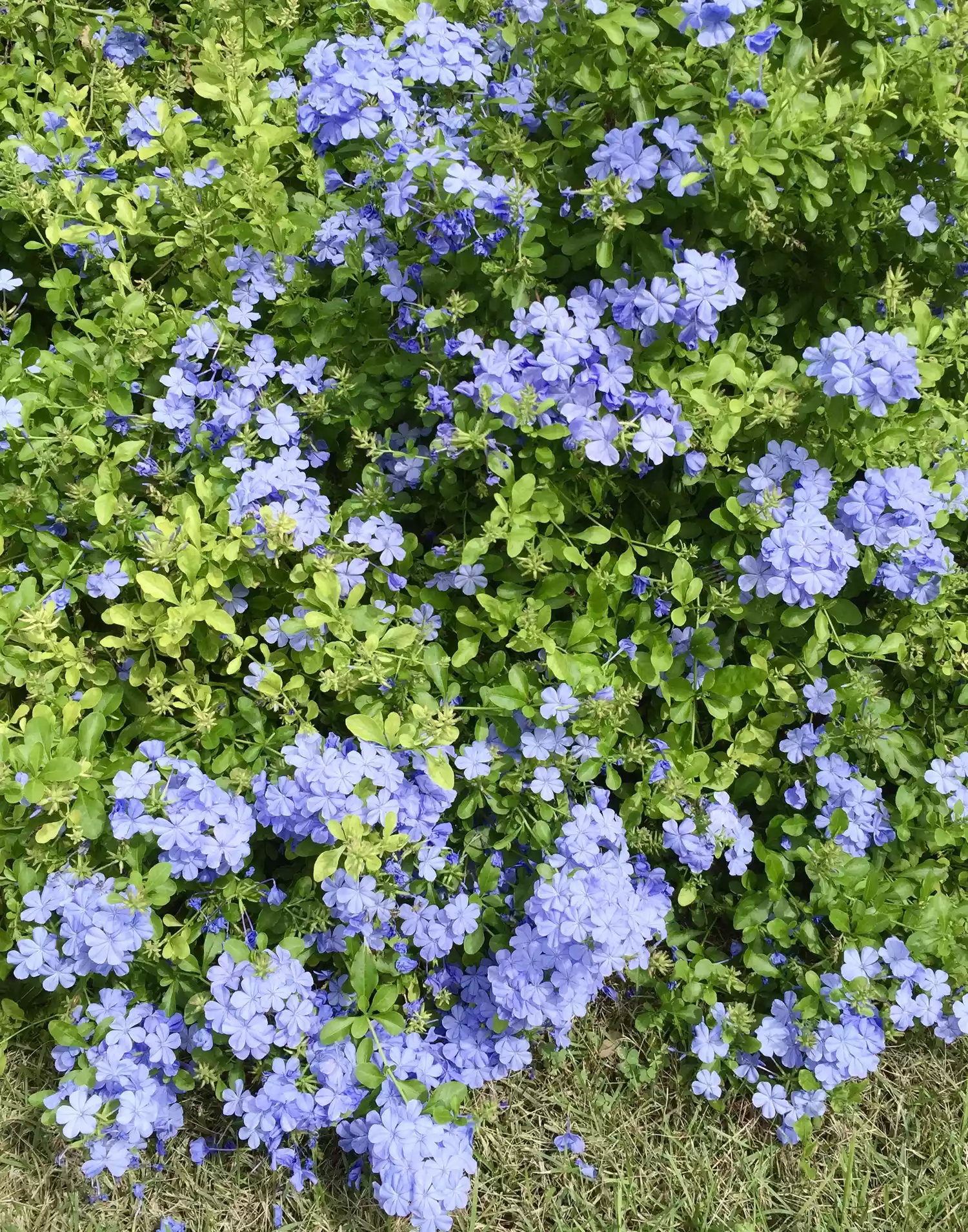 Plumbago