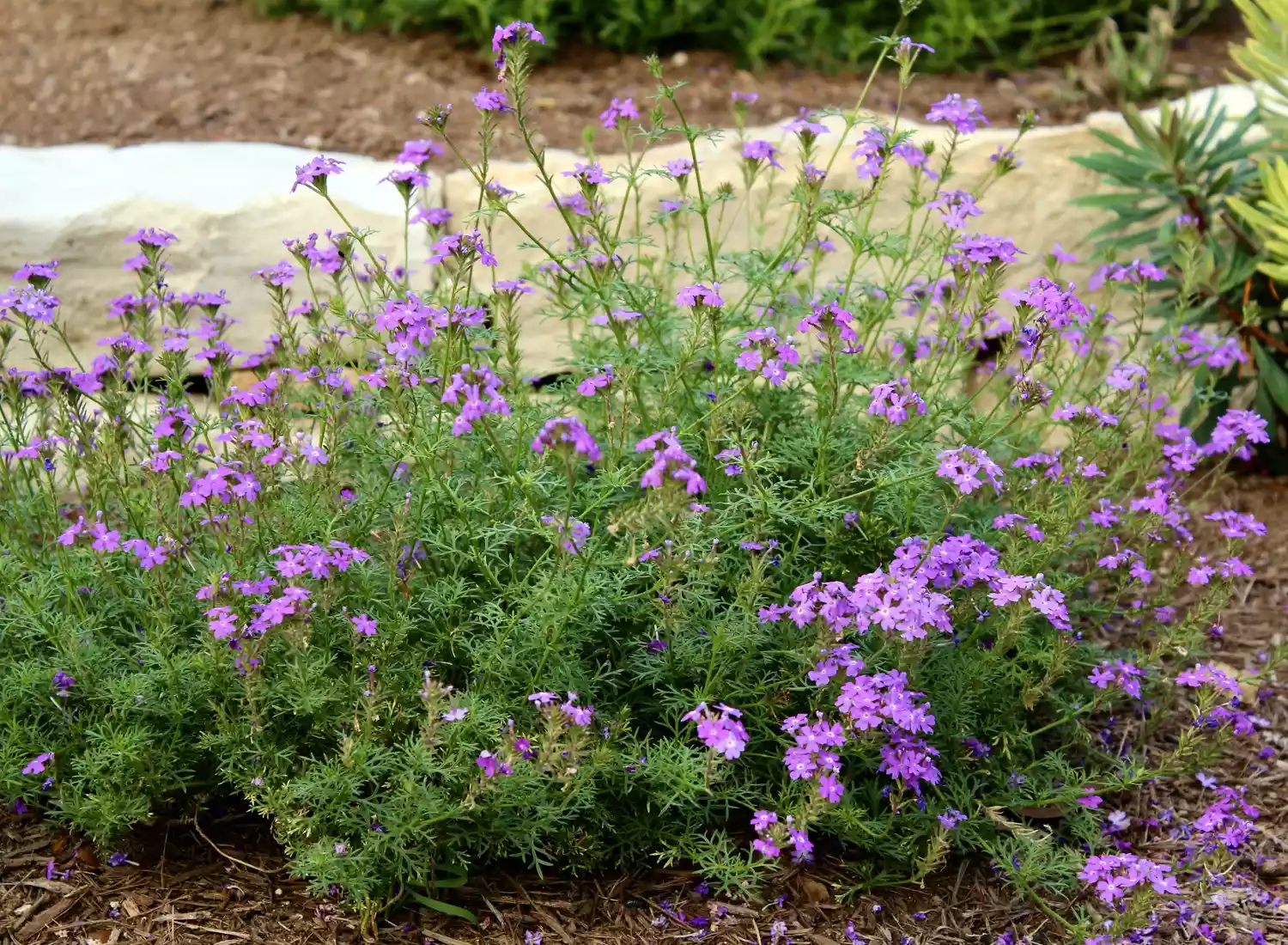 Moss Verbena 