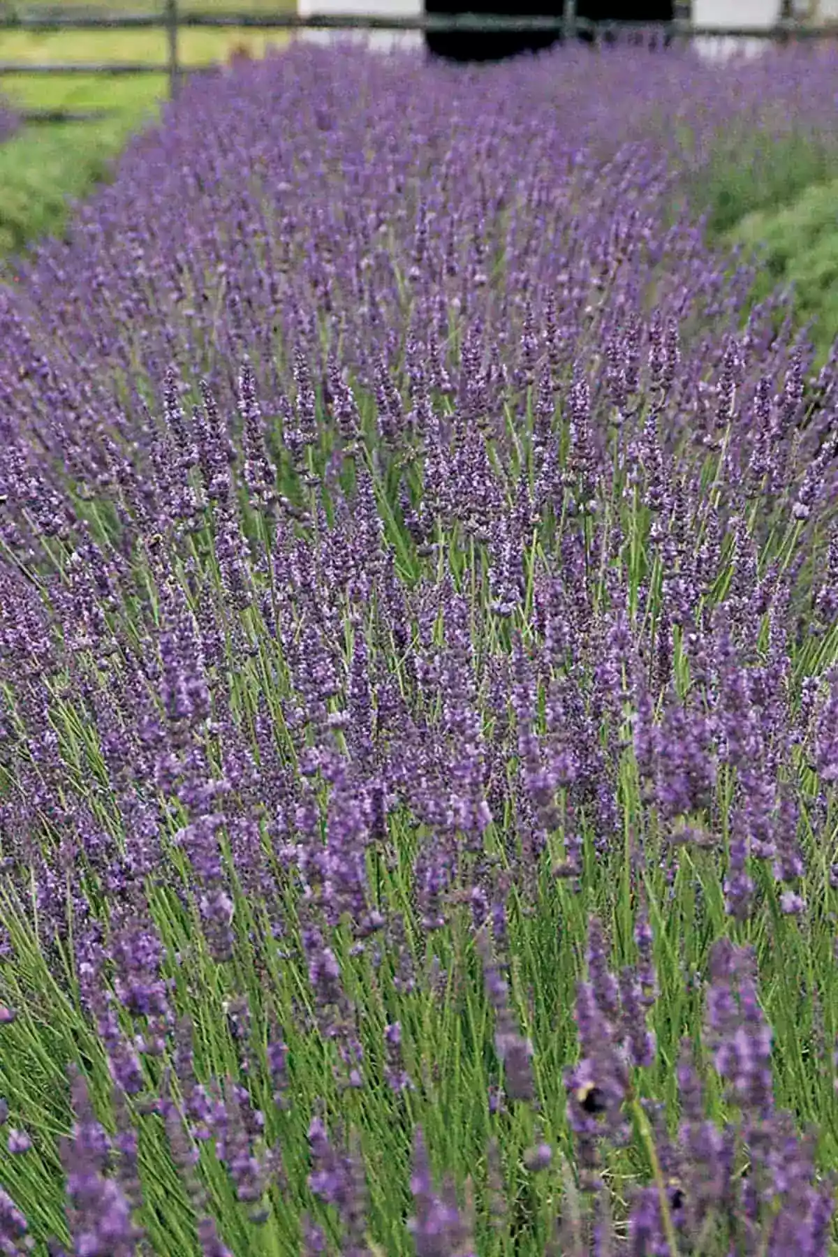 Phenomenal Lavender 