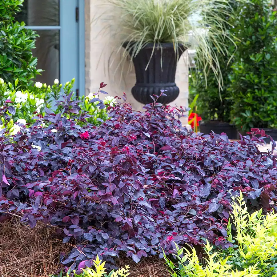 Red Diamondâ„¢ Midsize Loropetalum